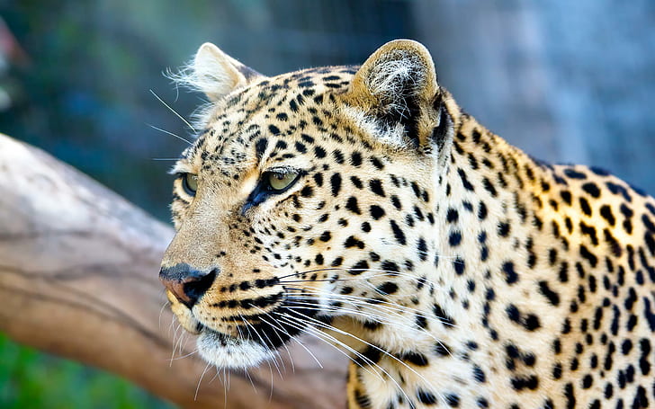 Leopards Stare, cats, beautiful, animals, HD wallpaper