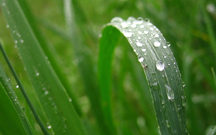 grass, water drops, leaves, plant, wet, green color, growth, HD wallpaper