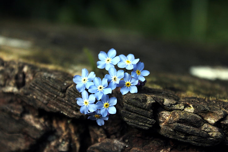 blue forget-me-not flowers, tree, brown, forget-me-nots, nature, HD wallpaper