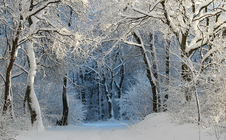 Into the Forest, Winter, forest digital wallpaper, Seasons, Nature