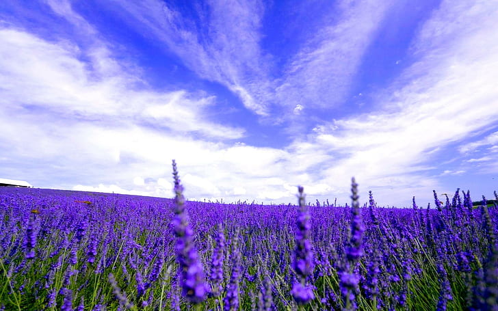 Beautiful Field Of Lavender, susana, meadow, flowers, blossoms