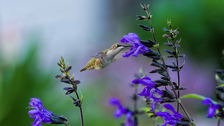 selective focus photography of a green hummingbird on purple petaled flower, flores, flores, HD wallpaper