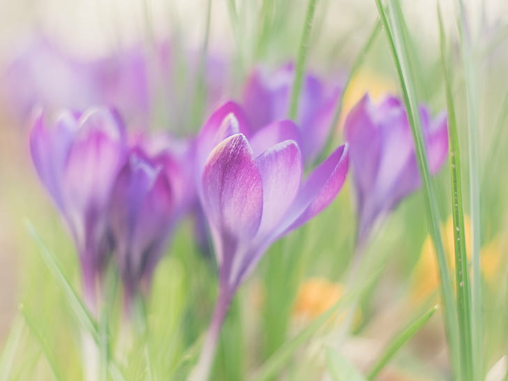 selective focus photography of purple Crocus flowers, Gentle, HD wallpaper