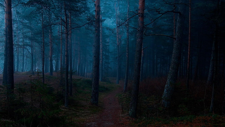 forest, woodland, twilight, nature, fog, darkness, tree, morning, HD wallpaper