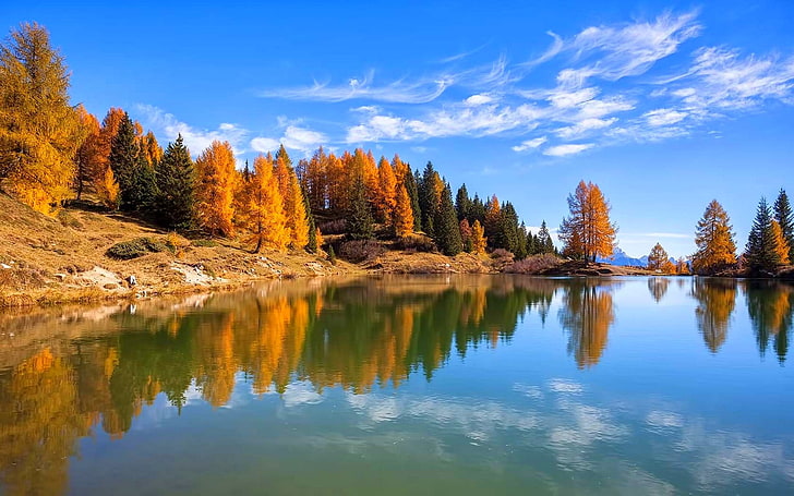 brown and green pine trees, nature, landscape, lake, fall, forest