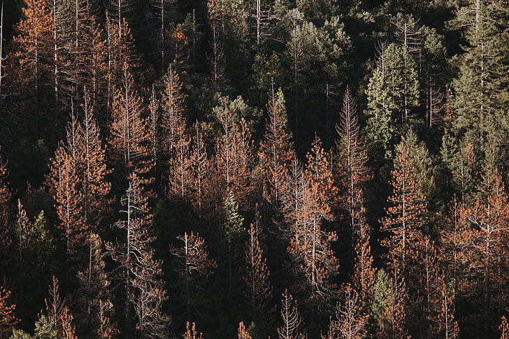 green leafed trees, Yosemite National Park, USA, North America, HD wallpaper