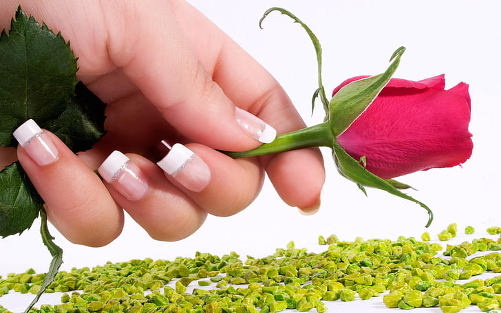 red rose, flower, hand, manicures, stones, nature, plant, leaf, HD wallpaper