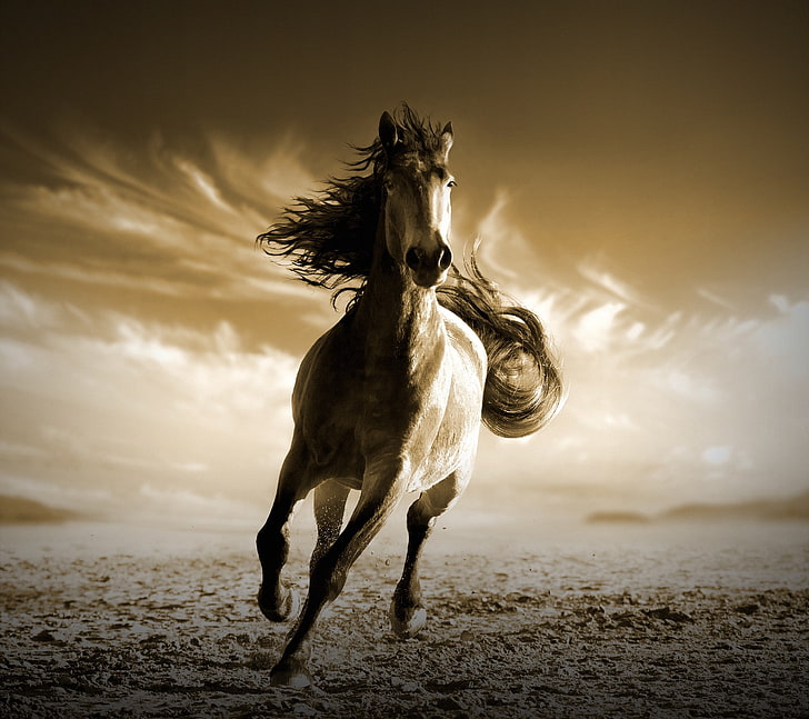 Running horse 1080P, 2K, 4K, 5K HD wallpapers free download | Wallpaper  Flare