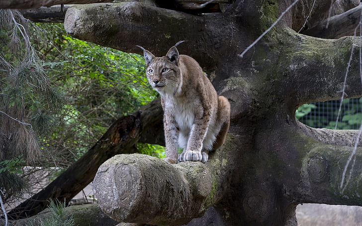 Bobcat Lynx HD, animals, HD wallpaper
