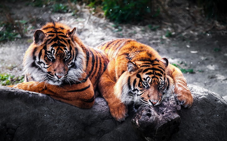 two orange tigers, animals, feline, animal themes, animal wildlife