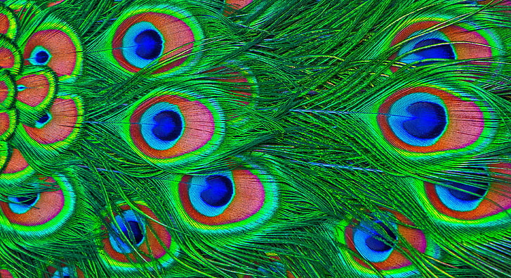 green, red, and blue peacock, feathers, colorful, bird, animal