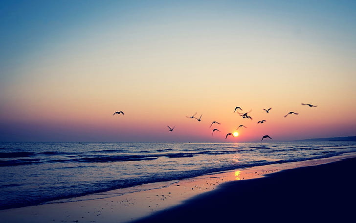 Bird silhouettes in the beach sunset, flight of birds, beaches