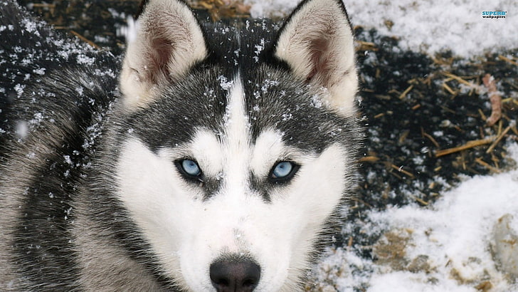 white and black Siberian Husky, animals, dog, snow, cold temperature