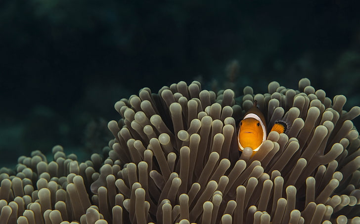 clown fish on coral, animals, underwater, exotic, sea, sea life, HD wallpaper