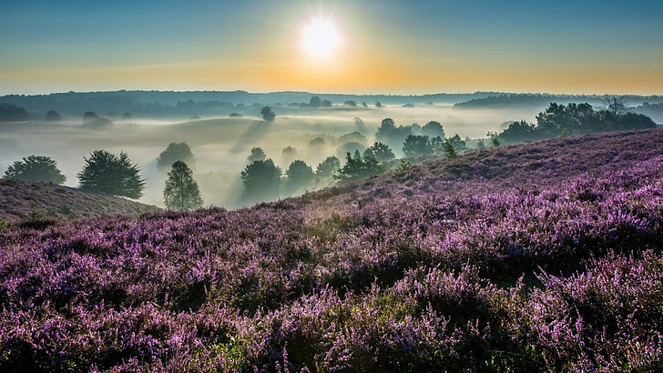 lavender, netherlands, hoenderloo, national park, hoge veluwe national park, HD wallpaper