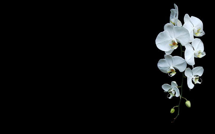 white flowers, black background, orchids, plants, flowering plant