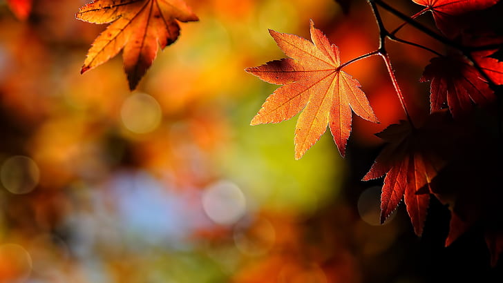 Autumn leaves nature, HD wallpaper