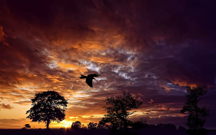 Returning Home, trees, eagle, flying, nightfall, beauty, clouds