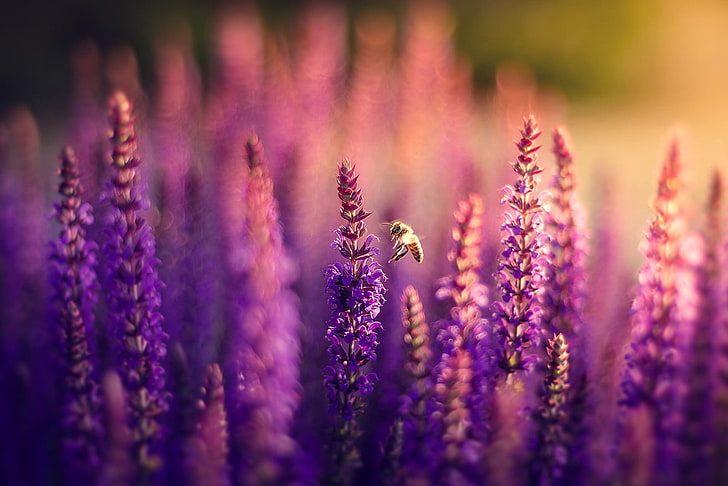 purple lavender flowers, field, nature, bee, lilac, bokeh, plant, HD wallpaper