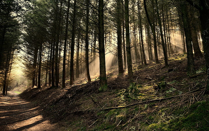 forest, pathway, trees, HD wallpaper