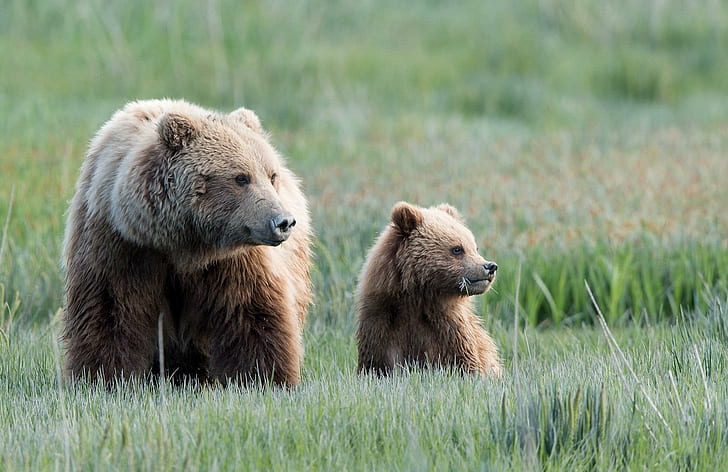 *** Bears ***, brown bear and cub, misie, ladowe, zwierzeta, animals, HD wallpaper
