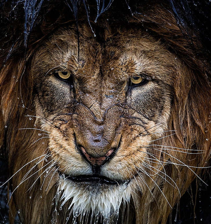 brown lion, nature, photography, big cats, animals, portrait, HD wallpaper