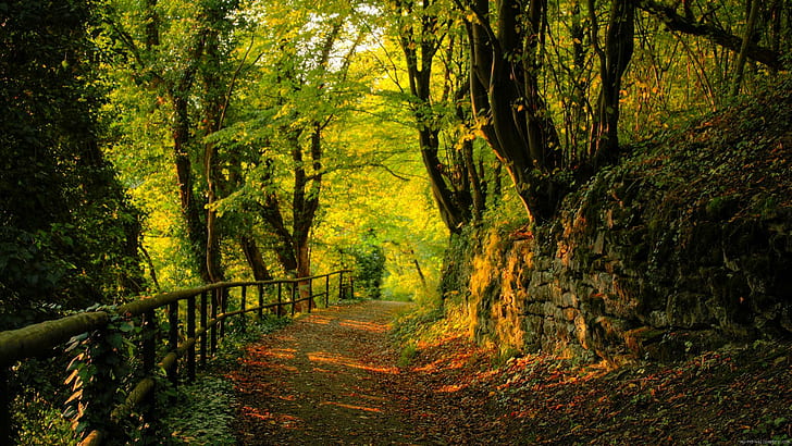Forest path, scenery of pathway on forest, landscape, autumn, HD wallpaper