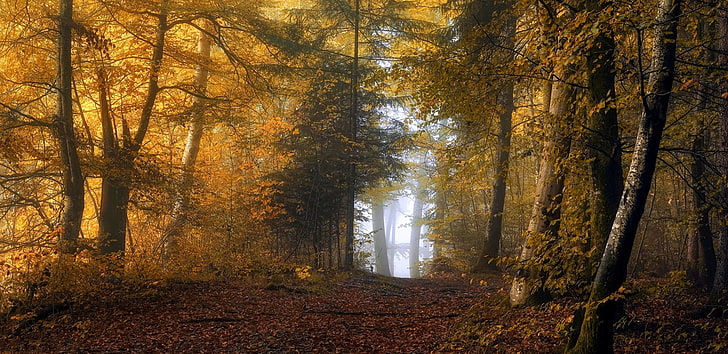 forest path, nature, landscape, mist, fall, yellow, leaves, sunlight