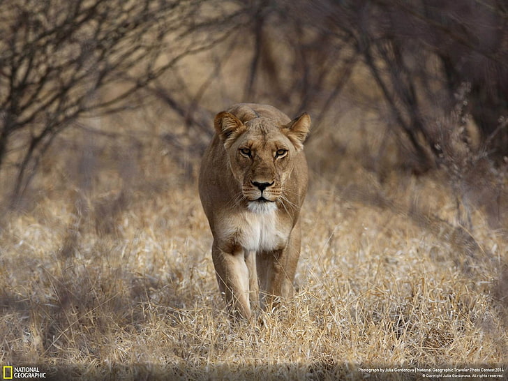Ferocious lion-National Geographic Wallpaper, brown lioness in National Geographic photo, HD wallpaper