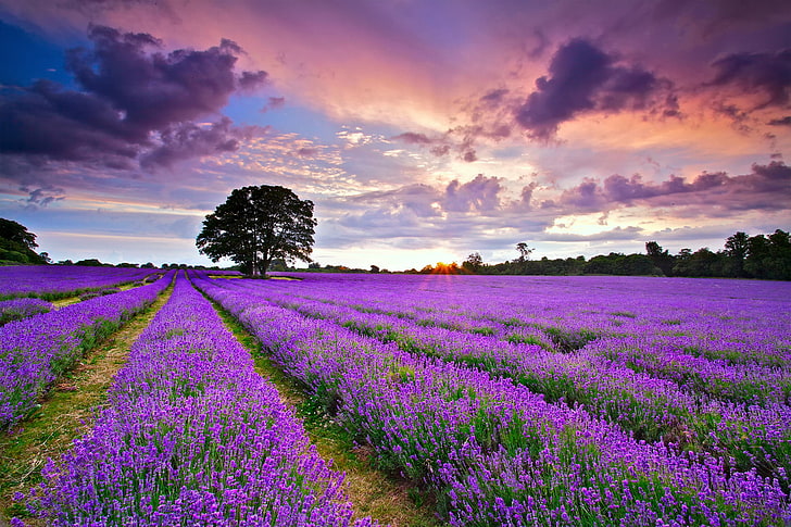 purple lavender flower field, summer, the sky, the sun, clouds, HD wallpaper