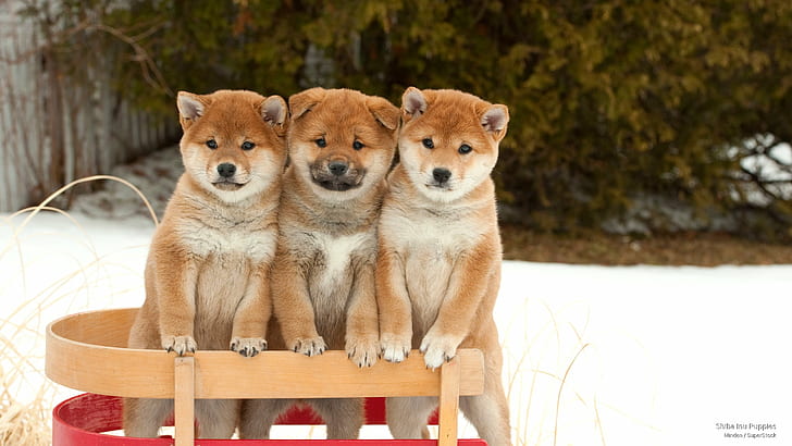 Shiba Inu Puppies, Dogs