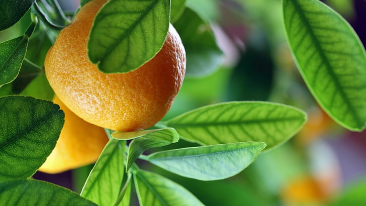 orange (fruit), leaves, leaf, plant part, food and drink, healthy eating, HD wallpaper