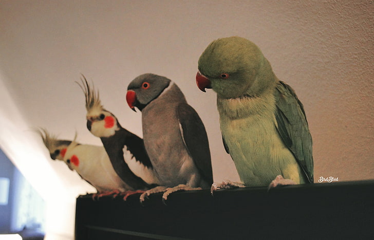 animals, birds, Cockatiel, Indian ringneck, Parakeet, parrot