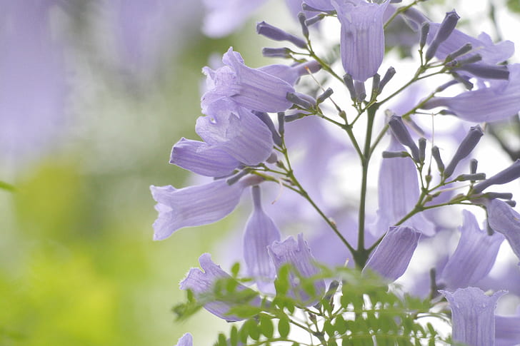 photography of purple flowers, nice, nice, nature, plant, springtime, HD wallpaper