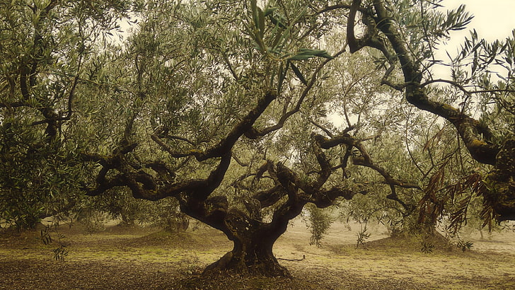 olive, tree, trees, plantation, plants, growth, tranquility