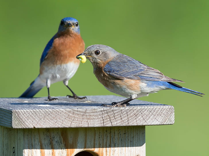 two blue-and-brown bird perched on brown wooden bird house with one bird with food in beak