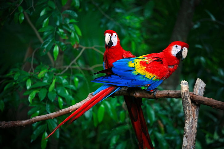 Birds, Scarlet Macaw, Wildlife, HD wallpaper