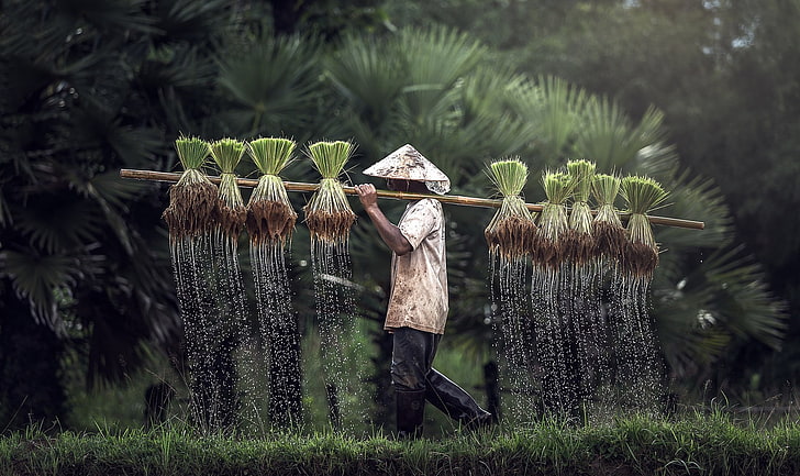 farmers, rice, plant, growth, nature, land, field, day, occupation