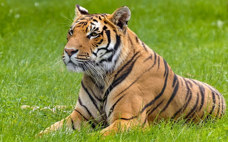 big cats, tiger, animals, HD wallpaper