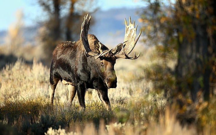 animals, moose, nature, wildlife, elk, HD wallpaper