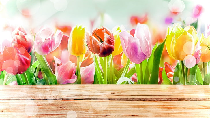 tulip, spring, flower, april, plant, blossom, tulips, flowers, HD wallpaper