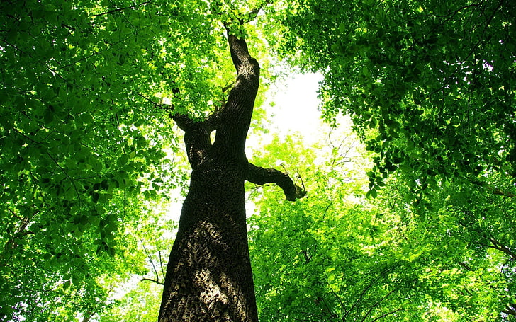 brown and green tree, trees, leaves, nature, plants, worm's eye view, HD wallpaper