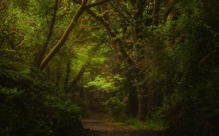 green forest, nature, path, shrubs, landscape, Ireland, ferns