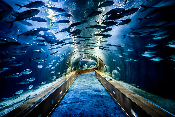 large aquarium with school of fish, V A, A L, E N, C I A, valencia  spain, HD wallpaper