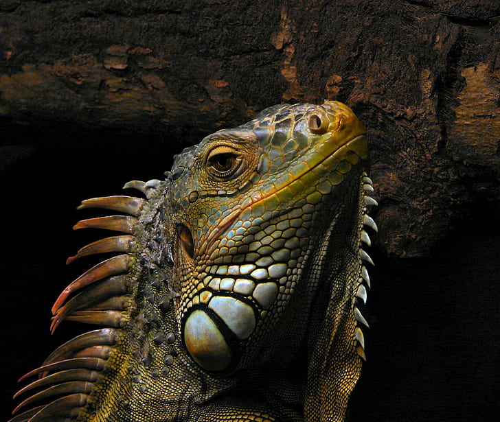 Charlie, iguana, reptile, male, green, animal, animals, HD wallpaper
