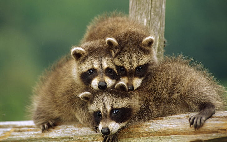 Cute little raccoon, HD wallpaper