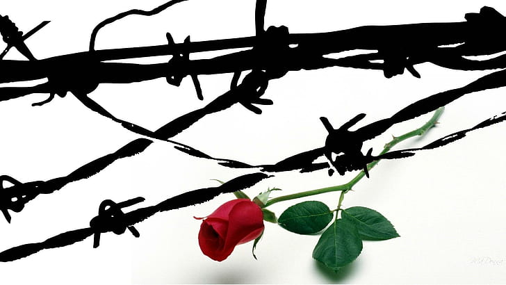 Rose Barbed Wire, firefox persona, abstract, flower, widescreen