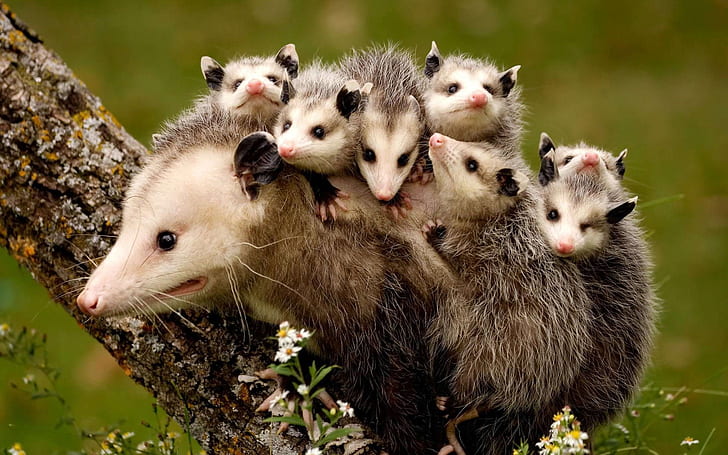 Possums, mother and children