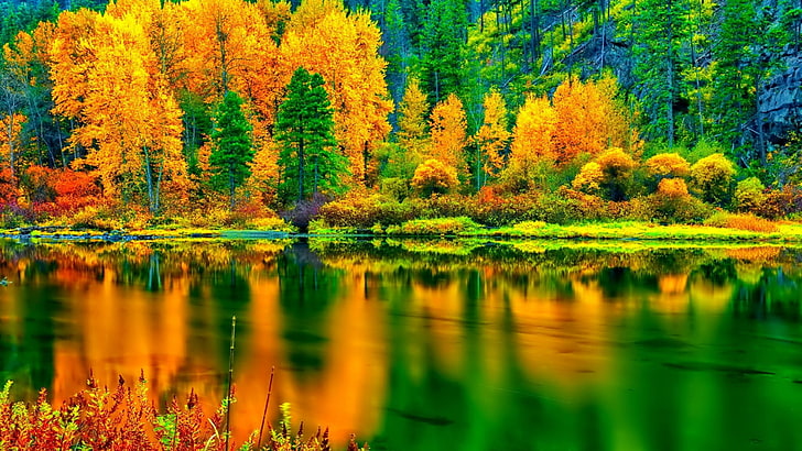 reflection, nature, leaves, vegetation, water, landscape, autumn, HD wallpaper