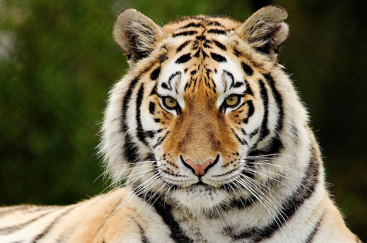 brown tiger, predator, face, eyes, surprise, animal, striped